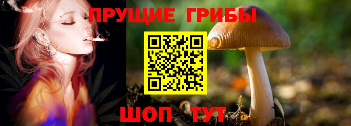 Галлюциногенные грибы Psilocybe Большой Камень